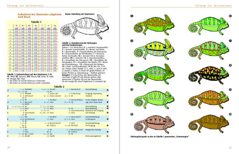 Preview: Chamaeleo calyptratus: Chamaeleo calyptratus: Das Jemenchamäleon